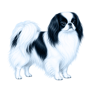 Japanese Chin