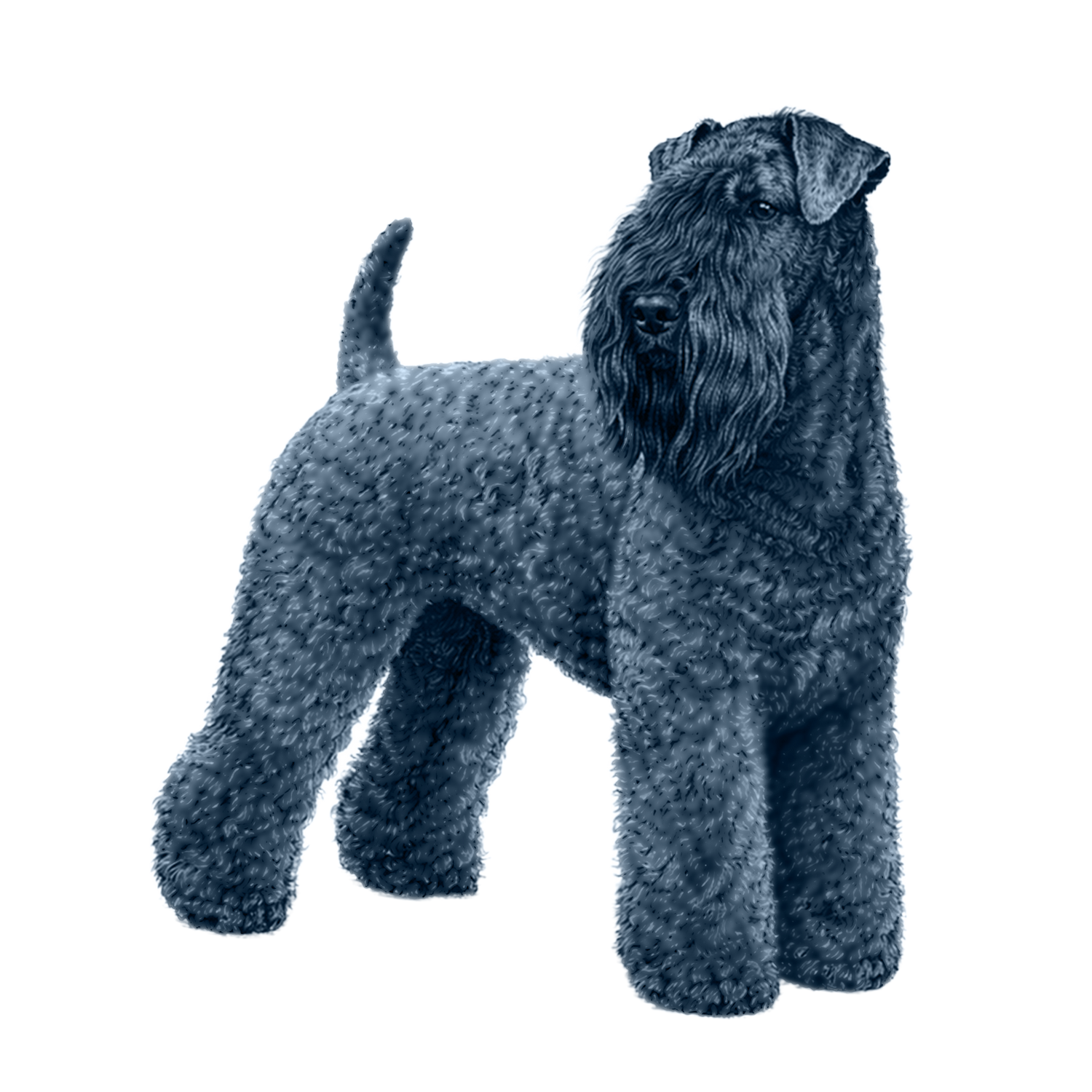 Kerry Blue Terrier