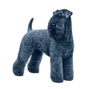 Kerry Blue Terrier