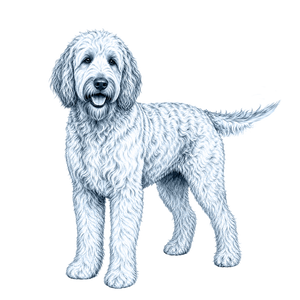 Labradoodle