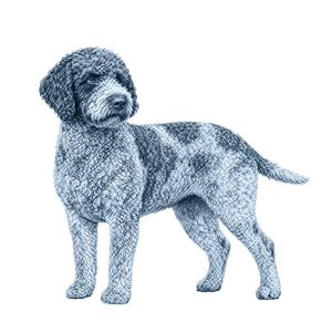 Lagotto Romagnolo