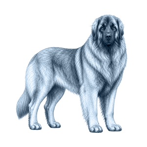 Leonberger