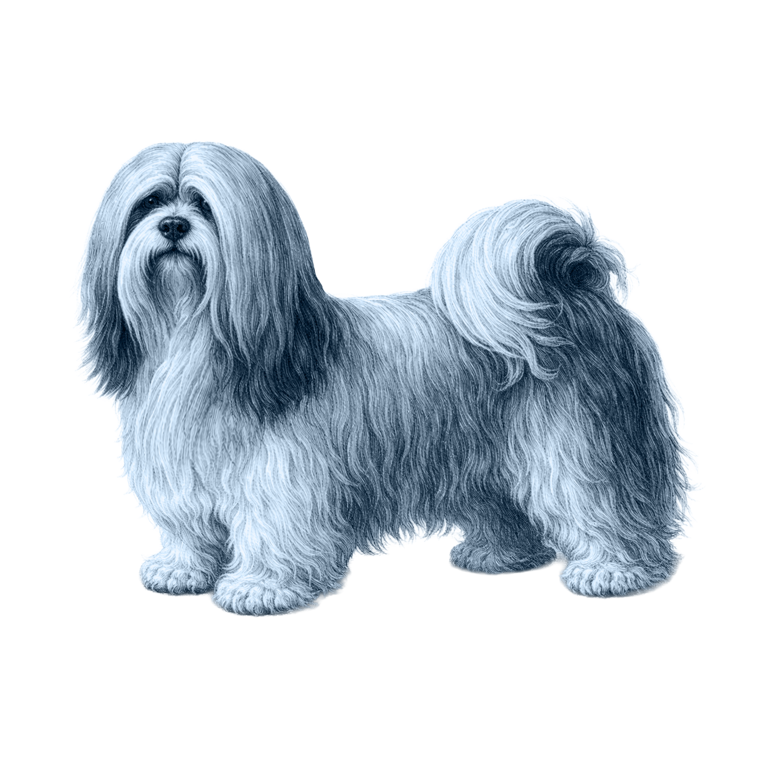 Lhasa Apso