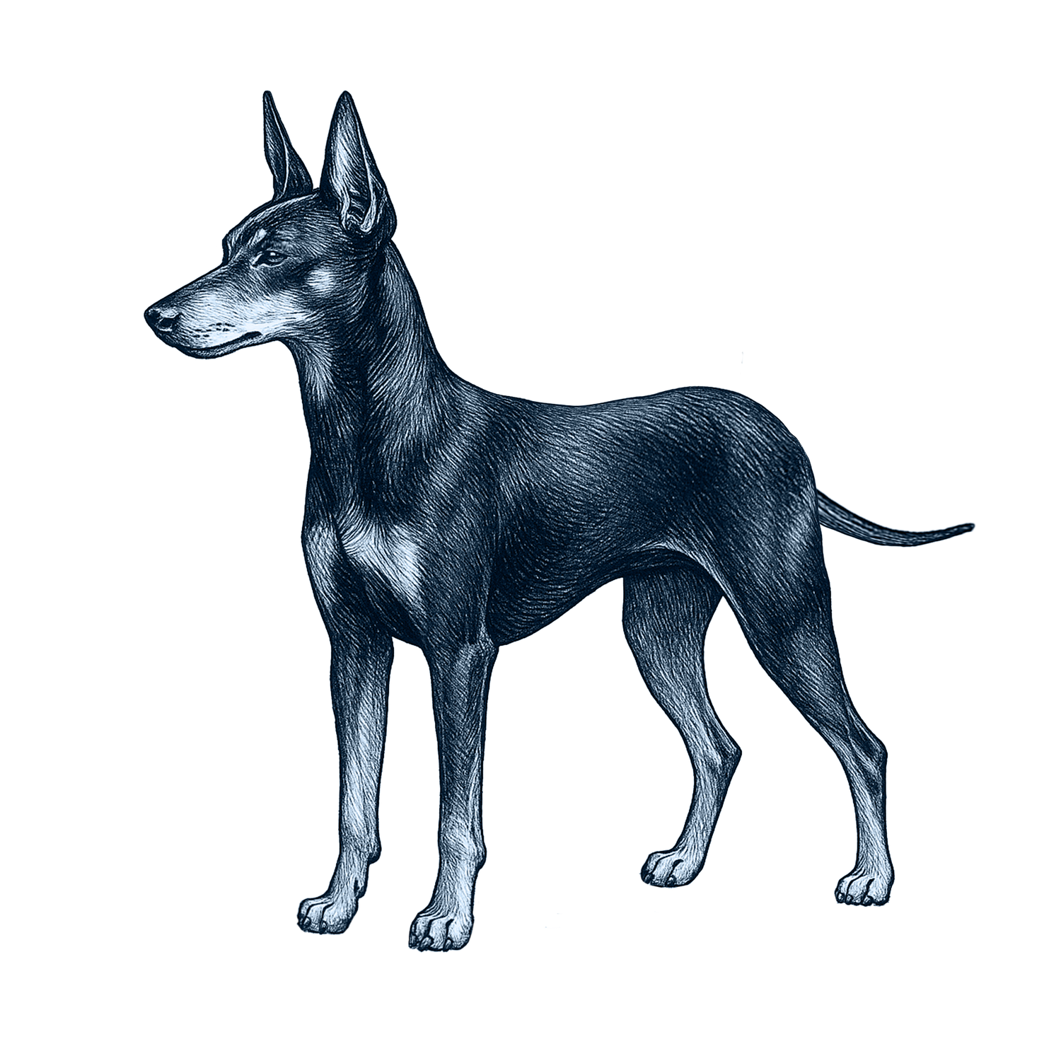 Manchester Terrier