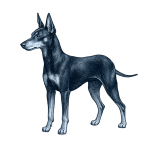 Manchester Terrier