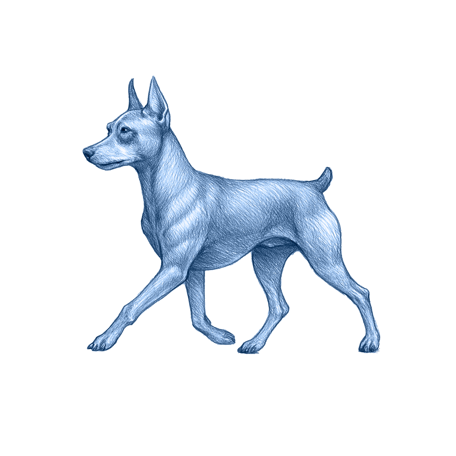Miniature Pinscher
