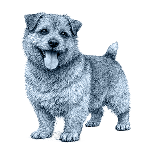 Norfolk Terrier