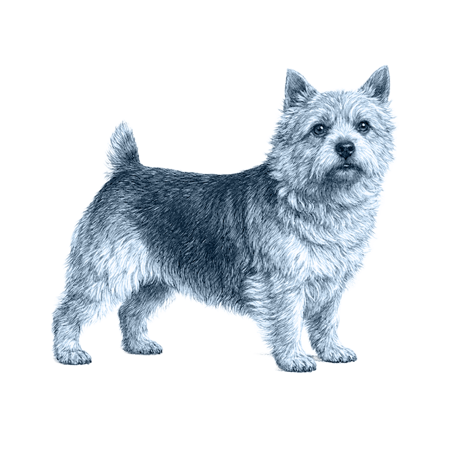 Norwich Terrier