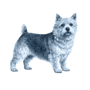 Norwich Terrier