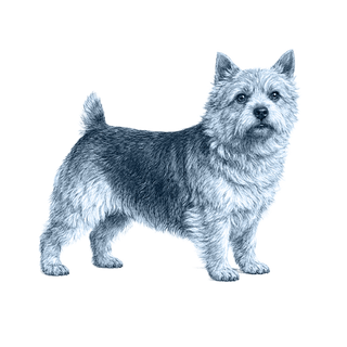 Norwich Terrier