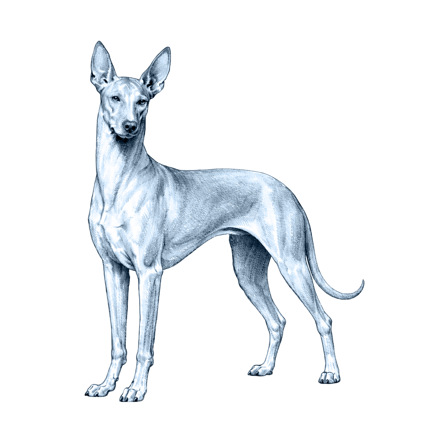Pharaoh Hound
