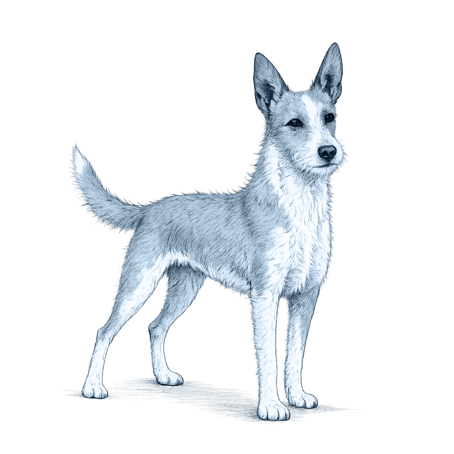 Portuguese Podengo
