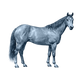 Quarter Horse toile