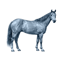 Quarter Horse toile