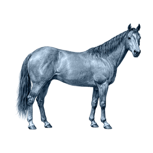 Quarter Horse