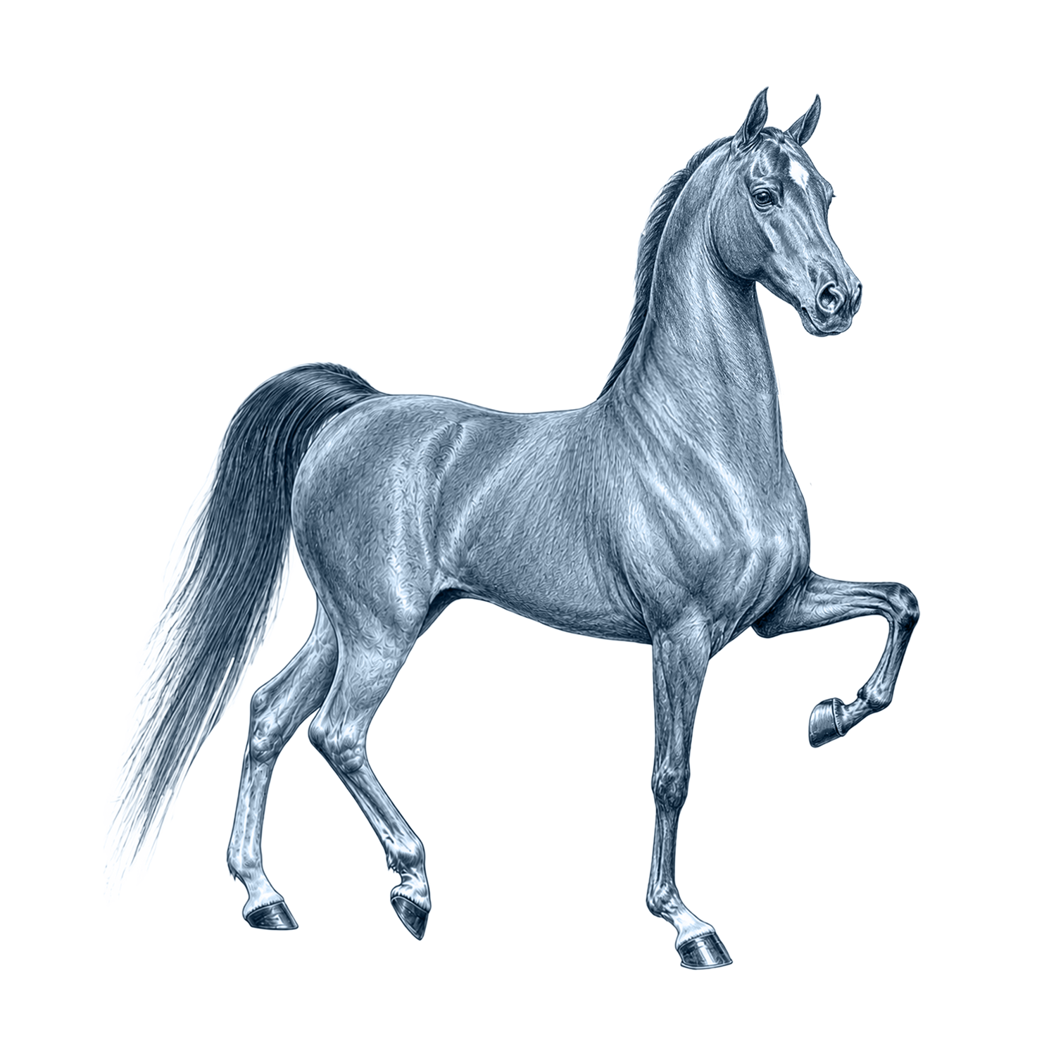 Saddlebred Horse