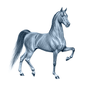 Saddlebred Horse