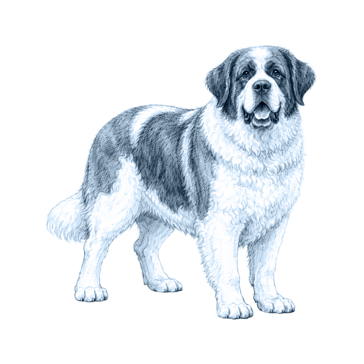 Saint Bernard