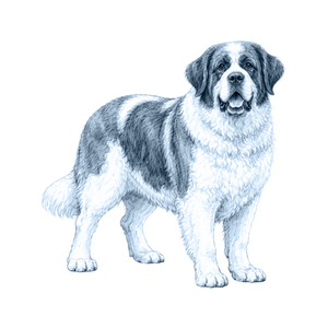 Saint Bernard