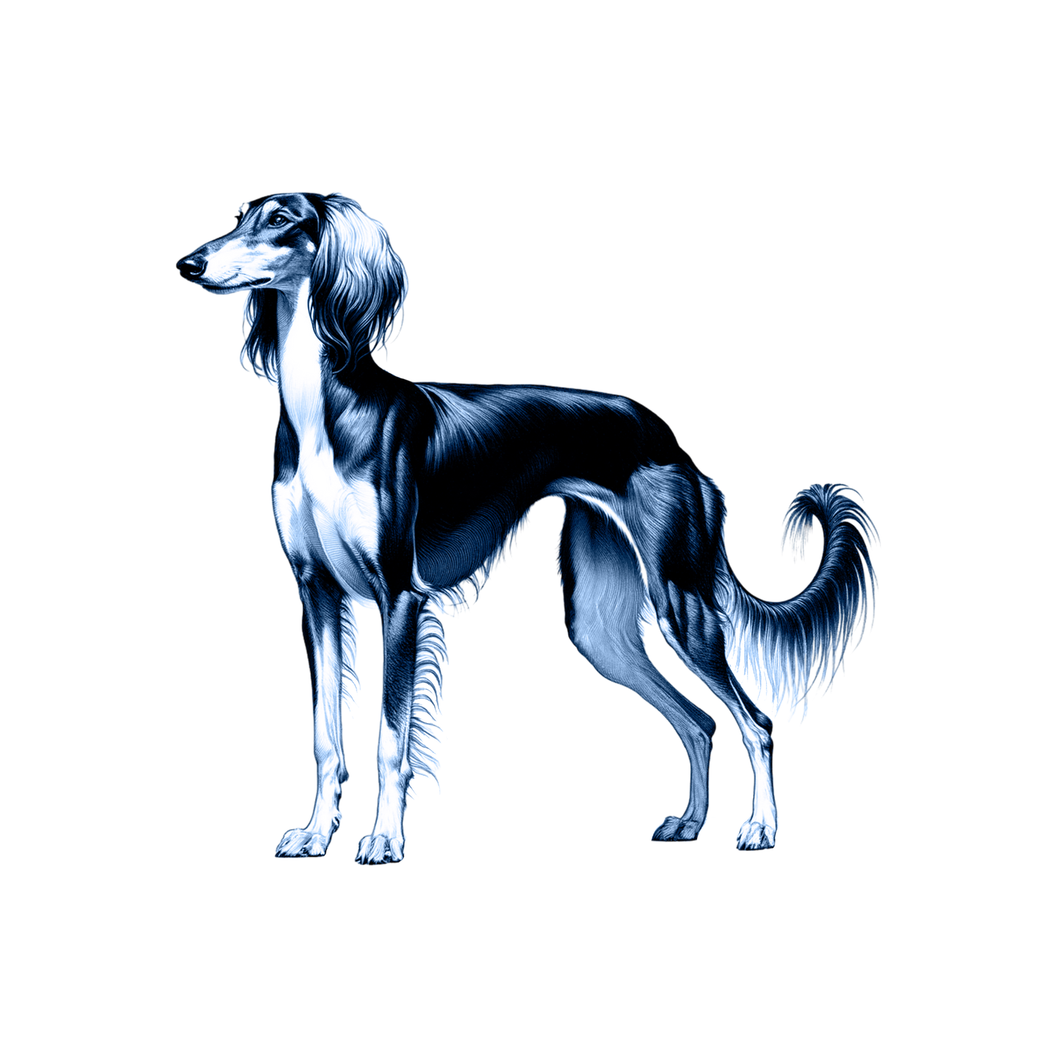 Saluki