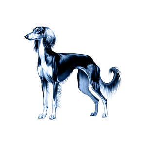 Saluki