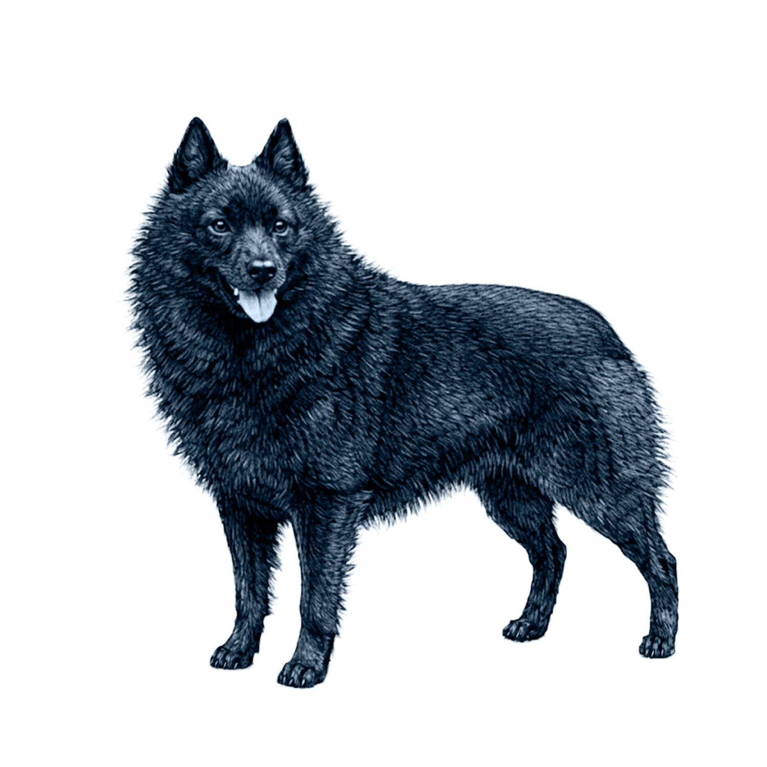 Schipperke