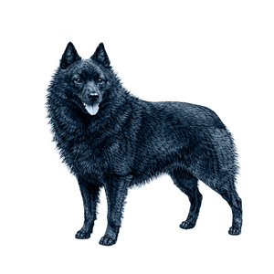 Schipperke