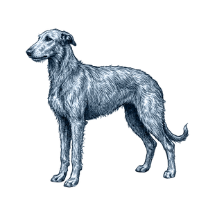 Scottish Deerhound