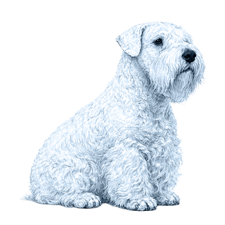 Sealyham Terrier