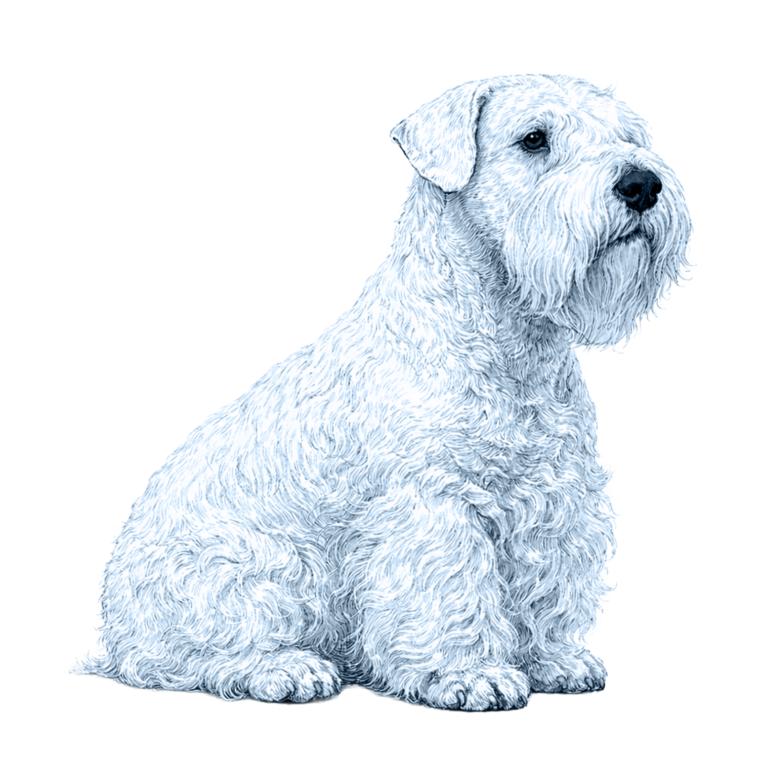 Sealyham Terrier