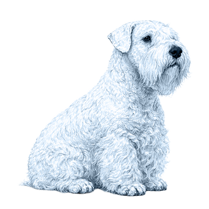 Sealyham Terrier
