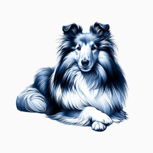 Shetland Sheepdog