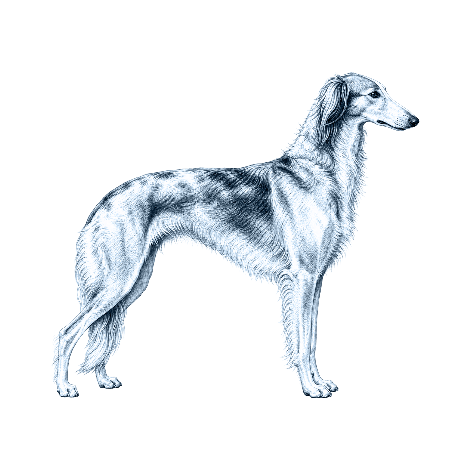 Silken Windhound