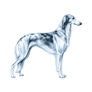 Silken Windhound