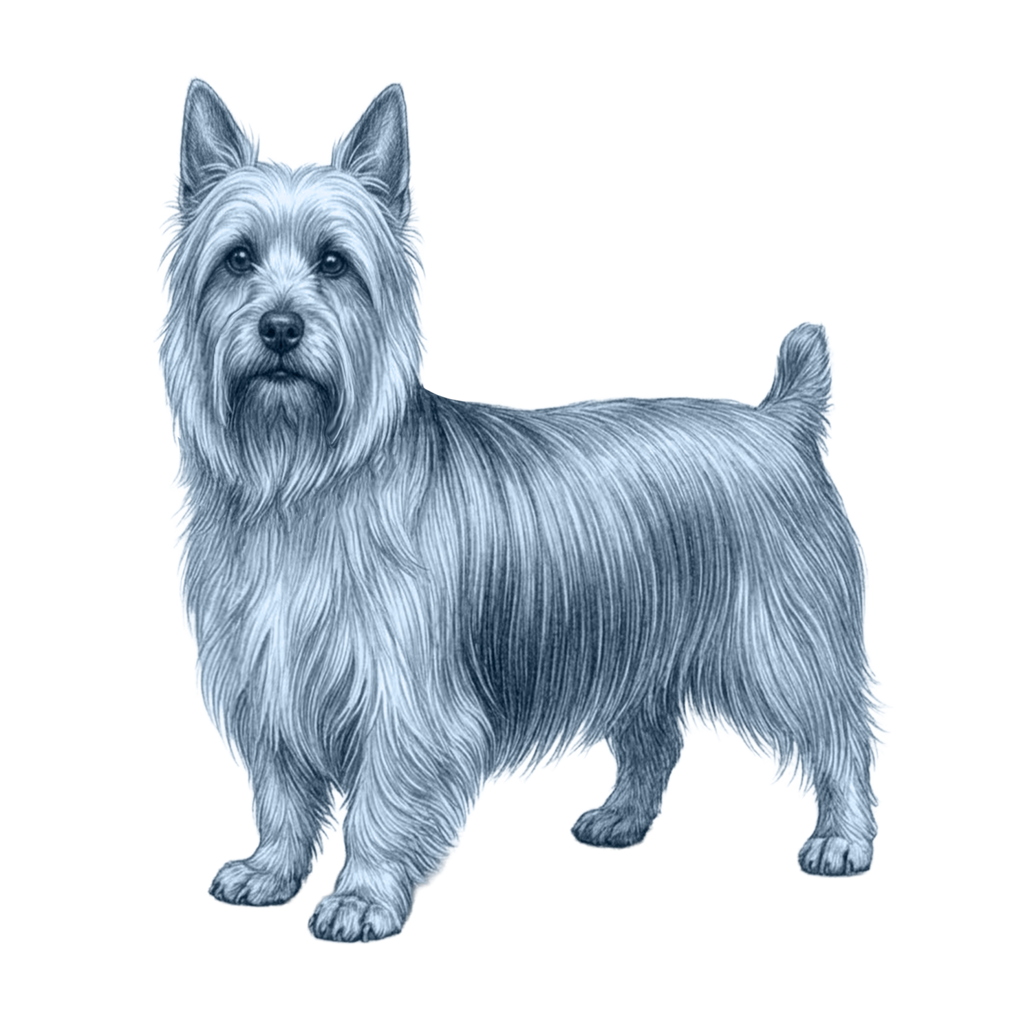 Silky Terrier