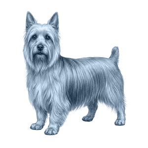 Silky Terrier