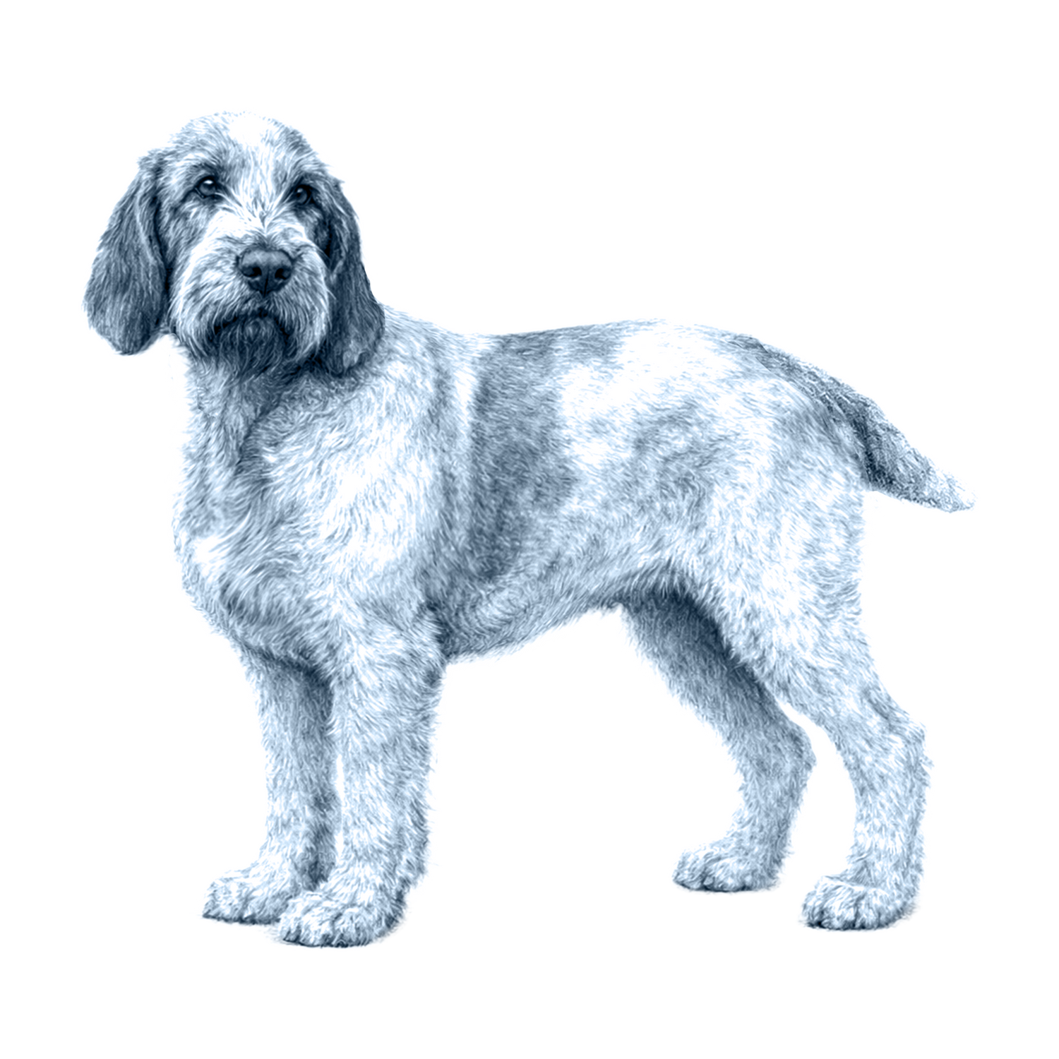 Spinone Italiano