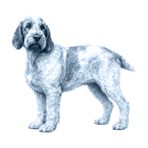 Spinone Italiano