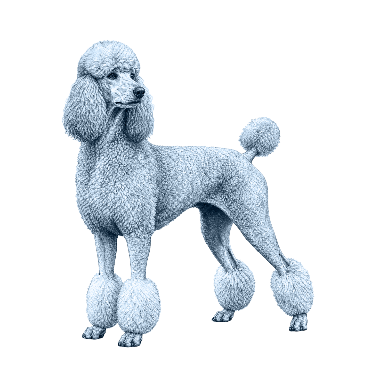 Poodle