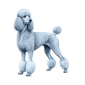 Poodle