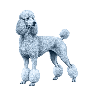Poodle