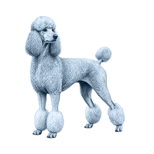 Standard Poodle