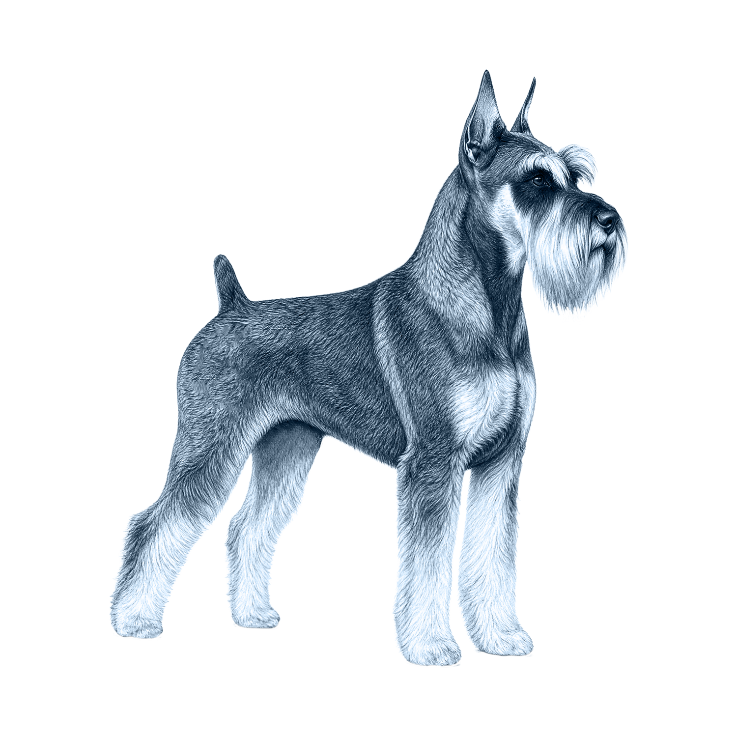 Standard Schnauzer