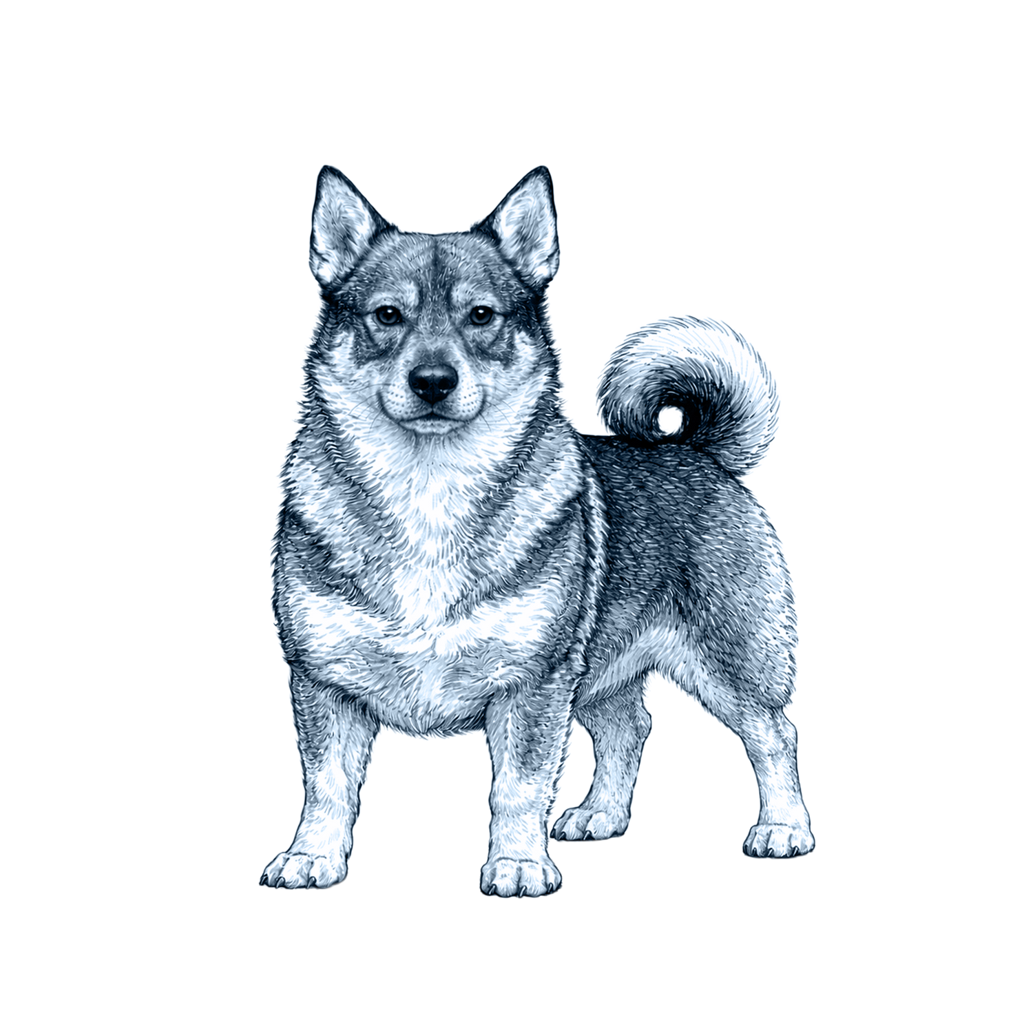 Swedish Vallhund