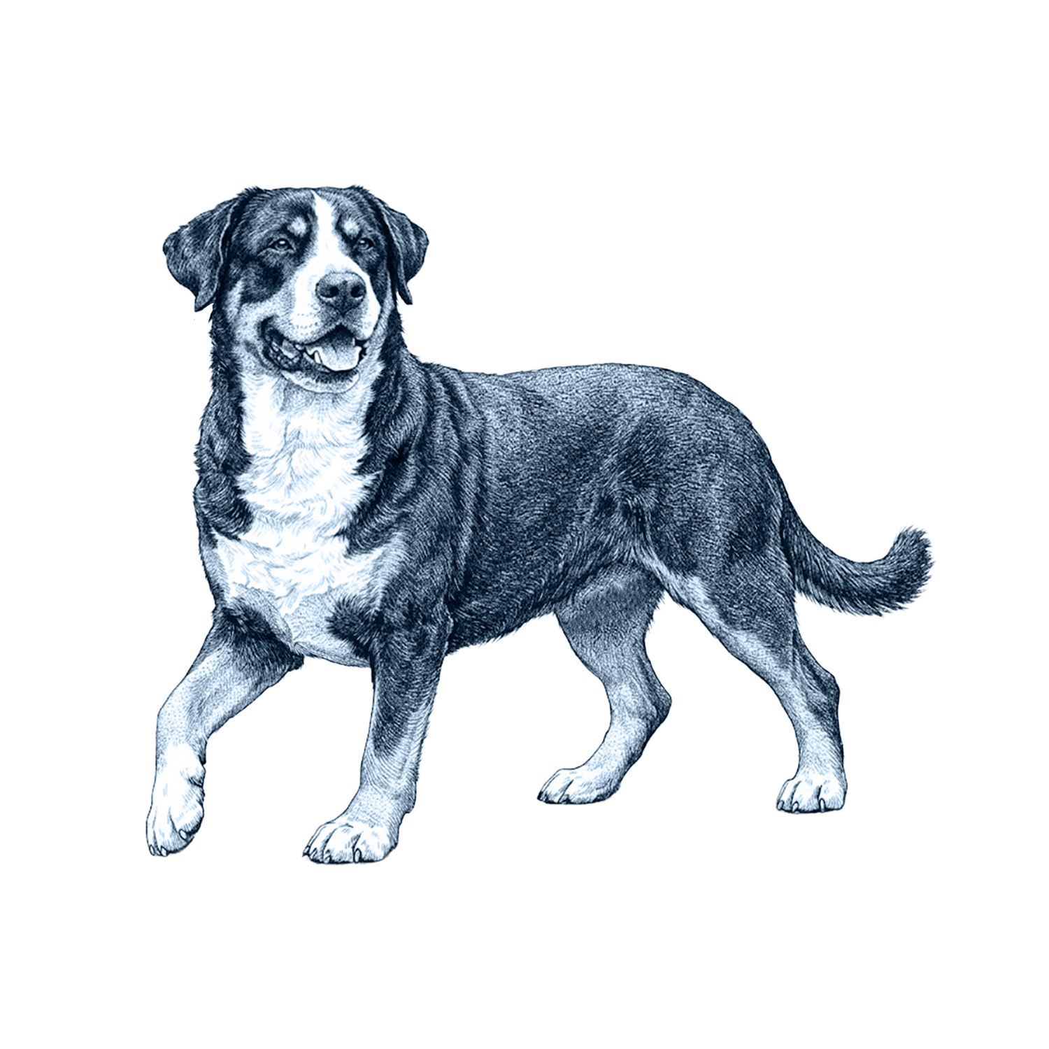 Greater Swiss Mountain Dog