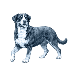 Greater Swiss Mountain Dog