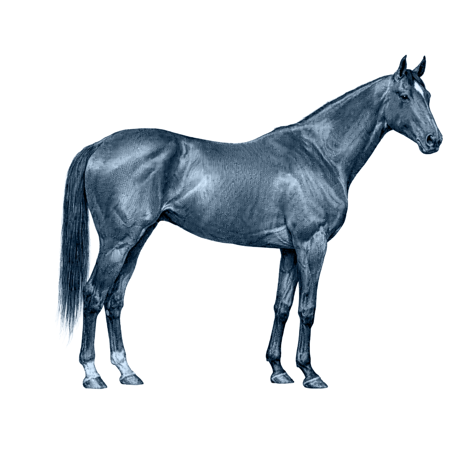 Thoroughbred Horse