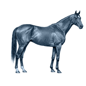 Thoroughbred Horse