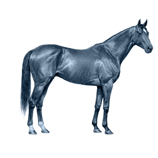 Thoroughbred Horse