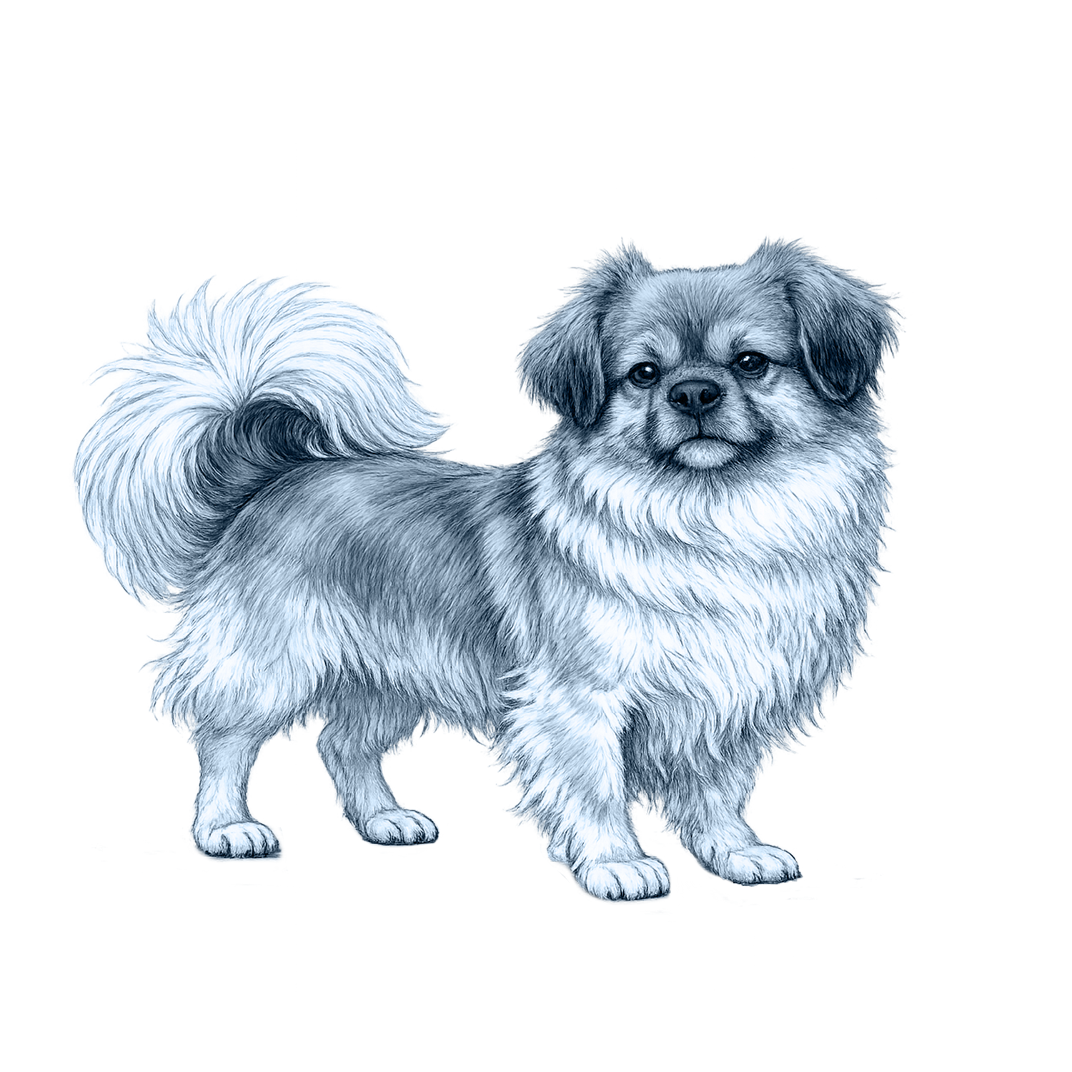 Tibetan Spaniel